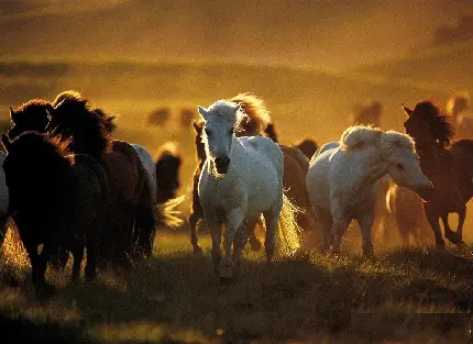 Download wallpaper for computer of wild and spectacular horses
