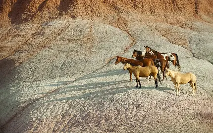 Download horse photo in Full HD quality