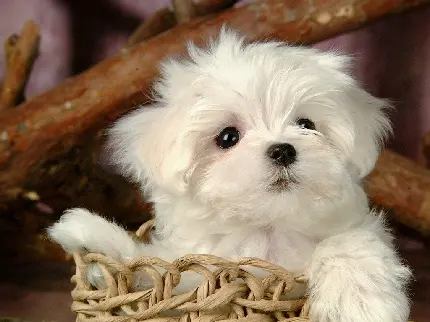 Download high quality white teddy bear dog photo for profile