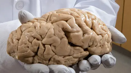 Photo of a real human brain in the hands of a neurologist