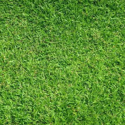Download Photoshop texture and high quality texture of messy grass