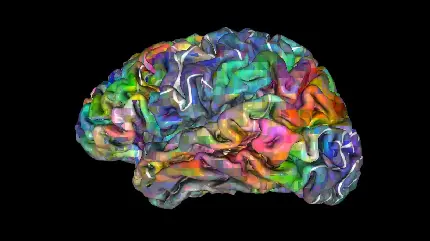Colorful photo of the human brain