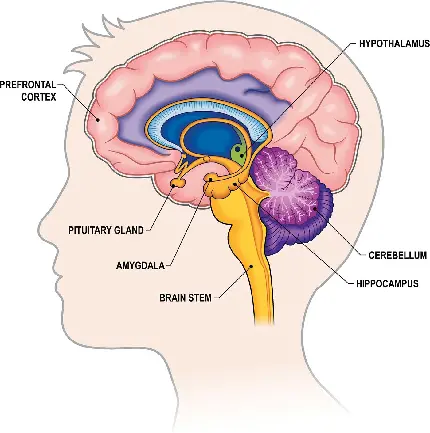 Photo of different parts of the human brain with explanations