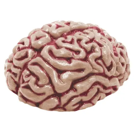 Photo of human brain with white background for use in Photoshop
