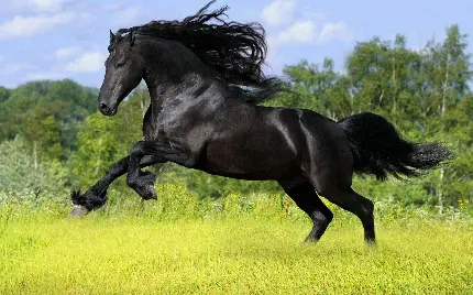Wild horse photo for a cool profile Boys