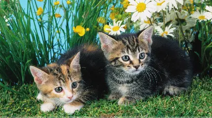 Download kitten photo for cute profile in high quality