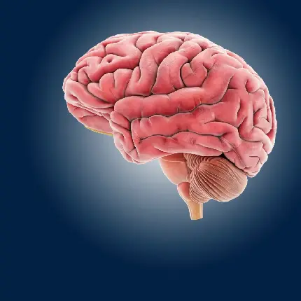 Photo of human brain for profile