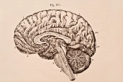 Old photo of human brain and its explanation