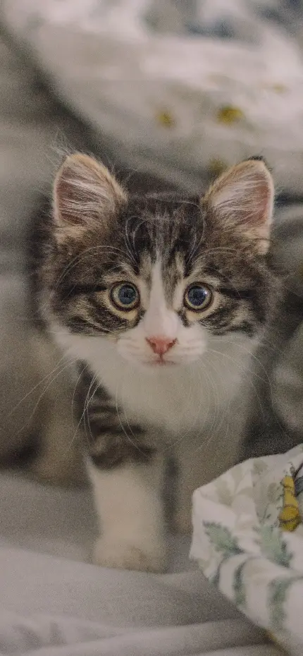 Grey Googly kitten photo for background Phone