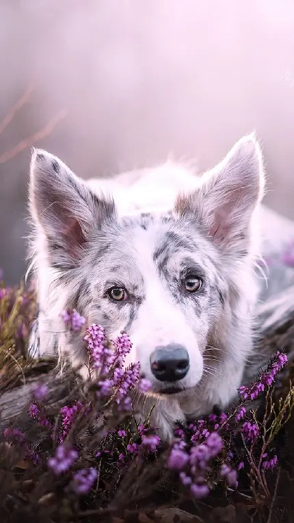 Photo of beautiful dog among lavender flowers for profile