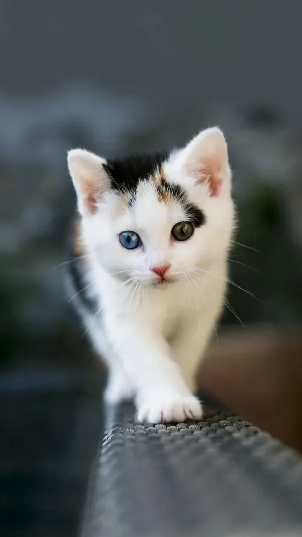 Photo of a lovely black and white two-tone kitten