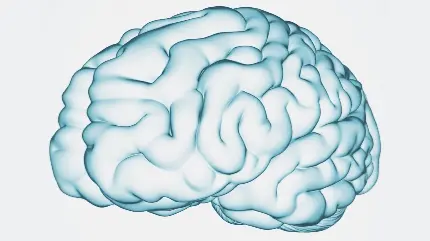 Photo of white human brain with light background