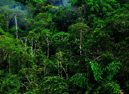 Download beautiful and lush forest photo High quality for Photoshop
