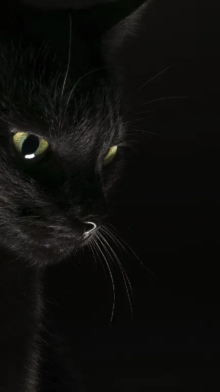 Beautiful black cat background for phone