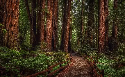 HD quality photo for the lush forest wallpaper