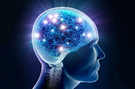 Human Brain Photo for Use in ISI Articles