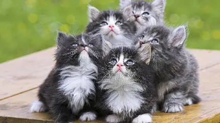 Super cute and funny photo of kitten Ha