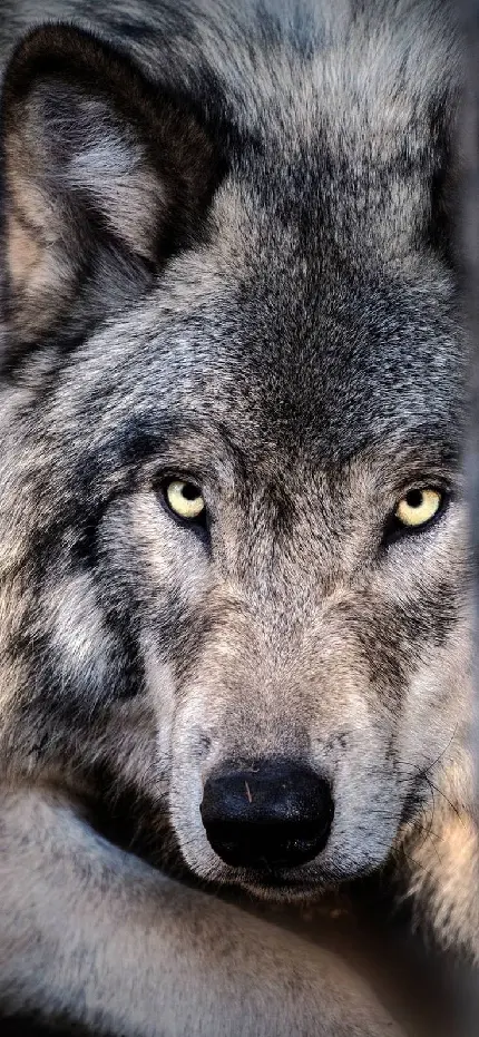 Unique and beautiful wallpaper of a wolf's face in high quality