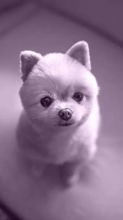 Download high quality cute and googly white dog photos Top