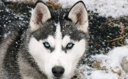 Real photo of a wolf with blue eyes in the snow