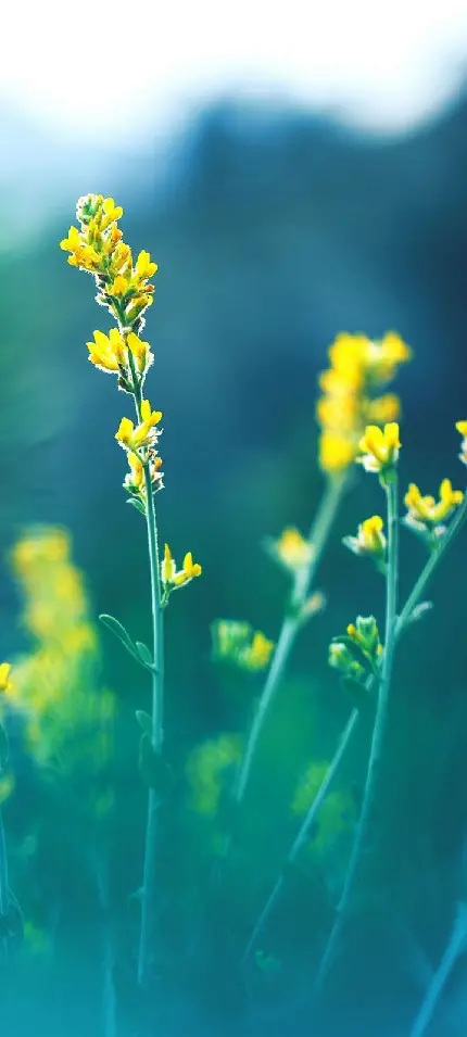 Samsung a11 wallpaper