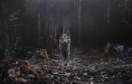 Download a high-quality photo of a lone wolf in the forest