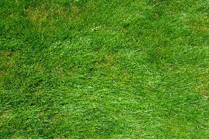 Download Photoshop texture and high quality natural grass texture