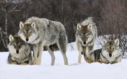 Download a beautiful photo of a wolf pack for background