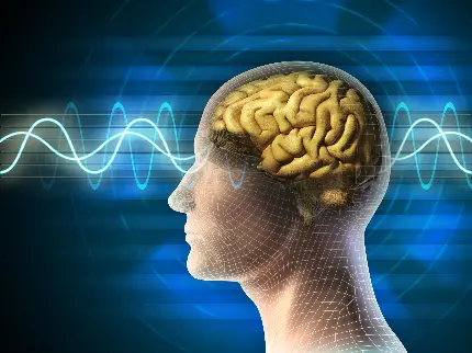 Photo of the human brain and brain waves for writing an essay