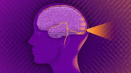 Minimal photo of human brain for background post