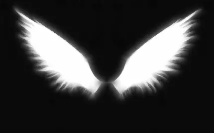 download quality angel wings wallpaper Top