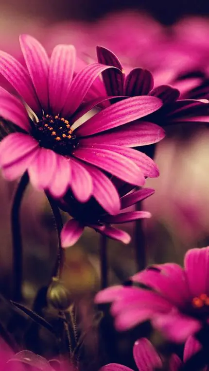Best Wallpaper Samsung