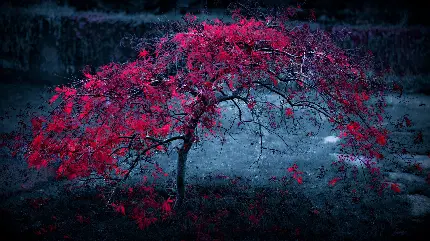 Beautiful and attractive and pleasant nature photos in 4k quality