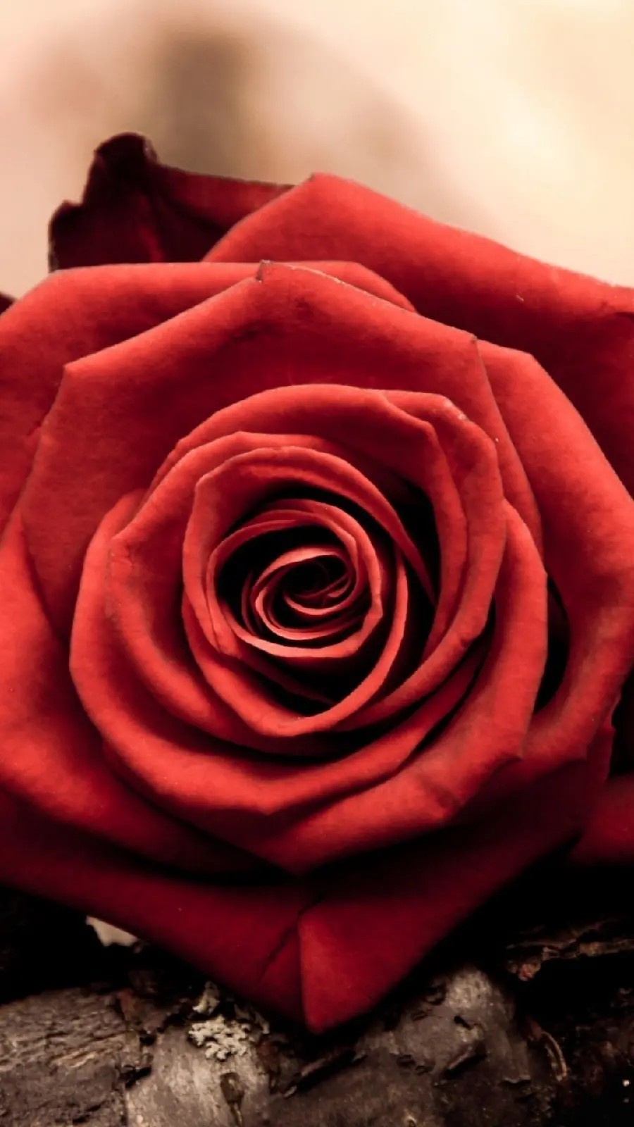 Best Mobile Background with Beautiful Red Rose Design in HD Quality