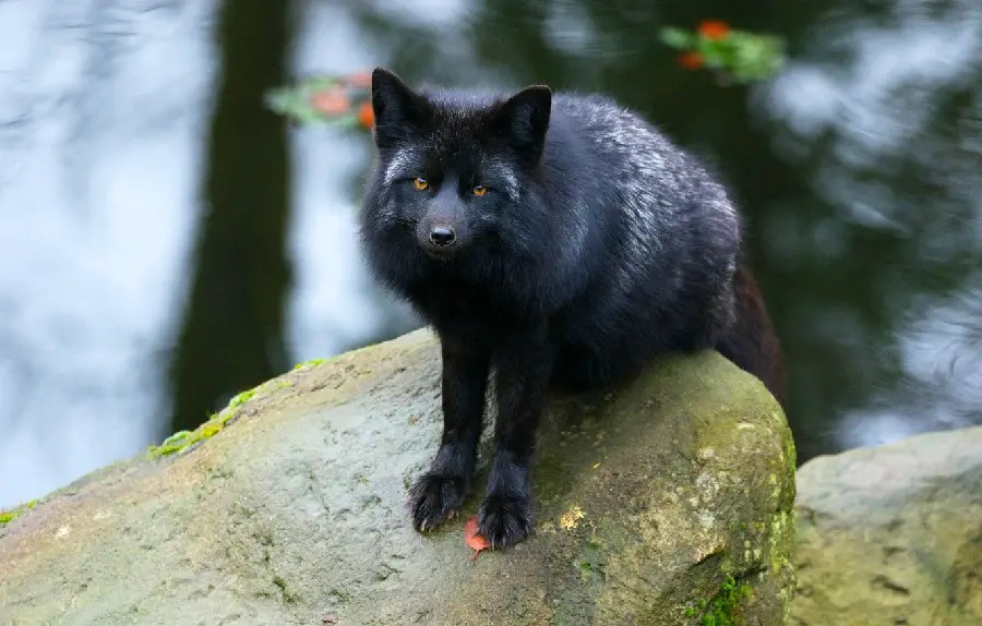 Latest Stock Photo of Silver Fox Sitting on a Rock in the Forest