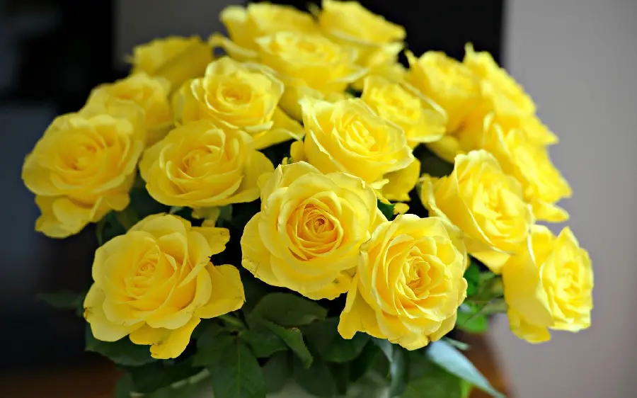 Most Viewed Yellow Rose Background for Desktop