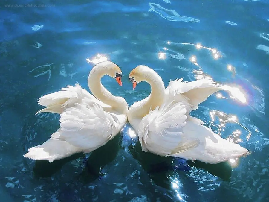 The most beautiful image of swans in love with a wreath theme for Windows 11 wallpaper