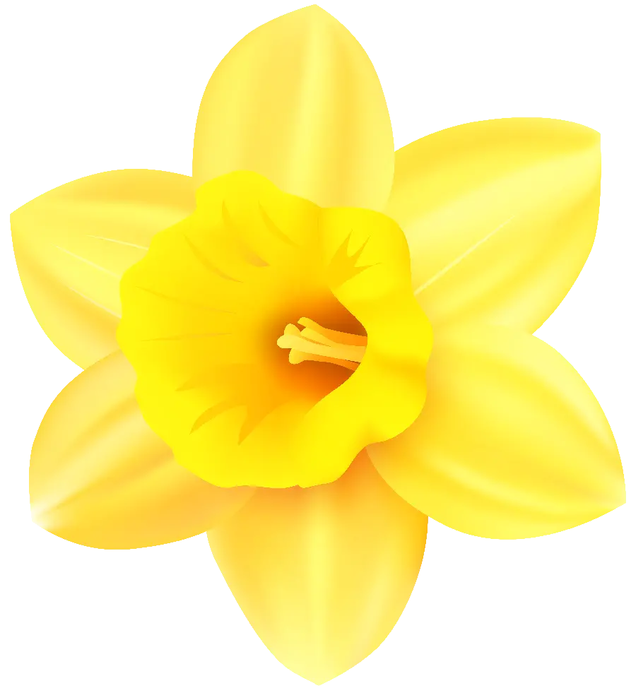 Download a fantasy photo of a magnified, bright yellow daffodil flower