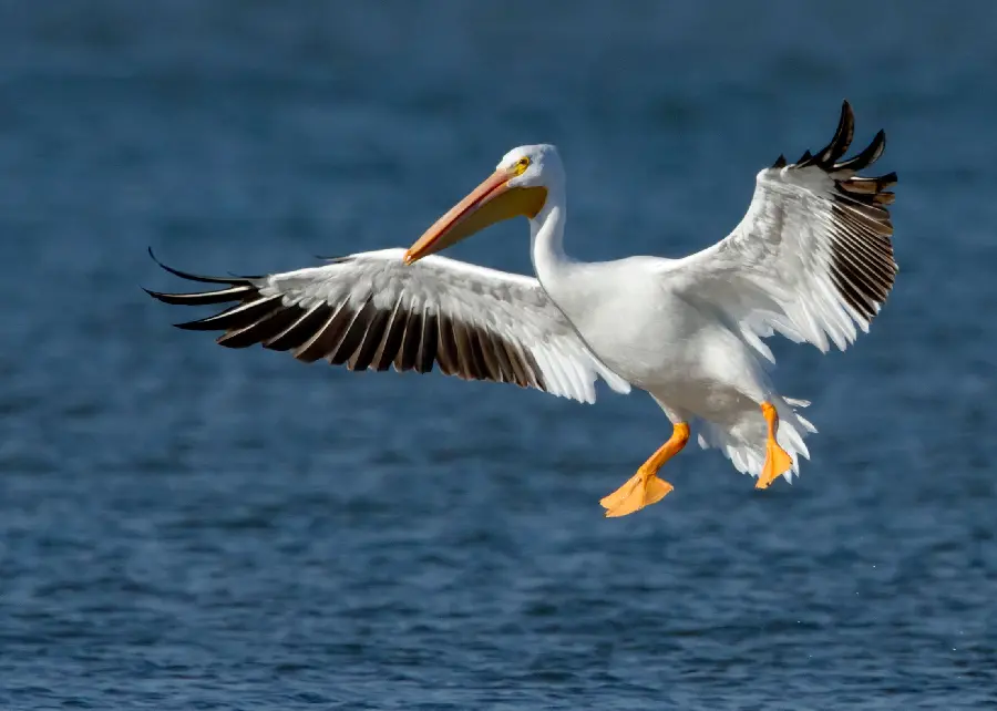 High quality photo of a pelican trying to float in water special for Telegram