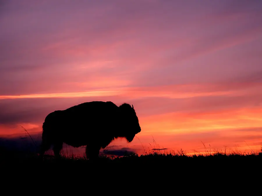 Beautiful photo of buffalo at sunset