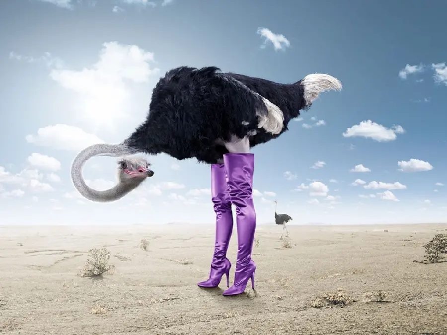 Wallpaper of an ostrich with purple high heels