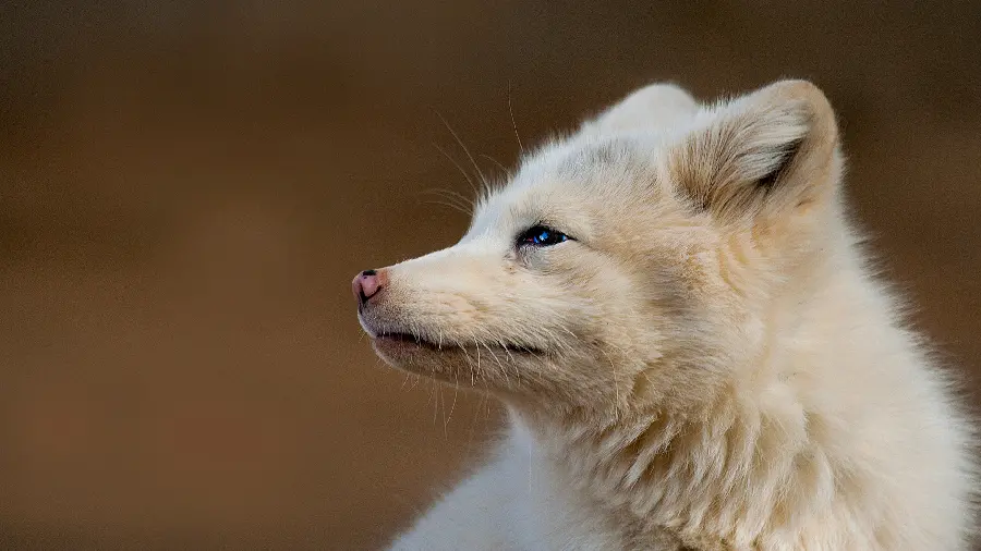 A charming image suitable for a background of a white polar bear profile