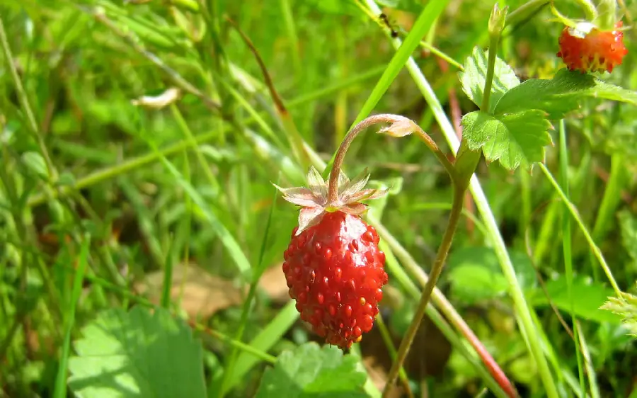 Fancy and special strawberry photo
