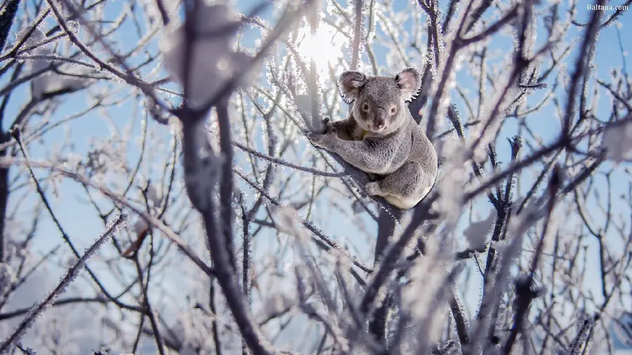 Download stock image of a koala on top of a tree in the middle of a bunch of freshly blossomed trees