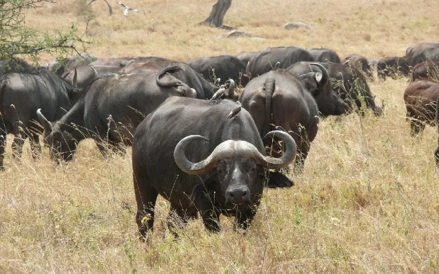 Image of a herd of African buffaloes
