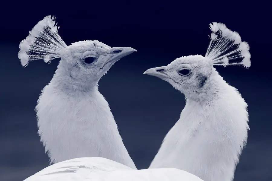 A black and white photo of the head, neck and crown of two white peacocks
