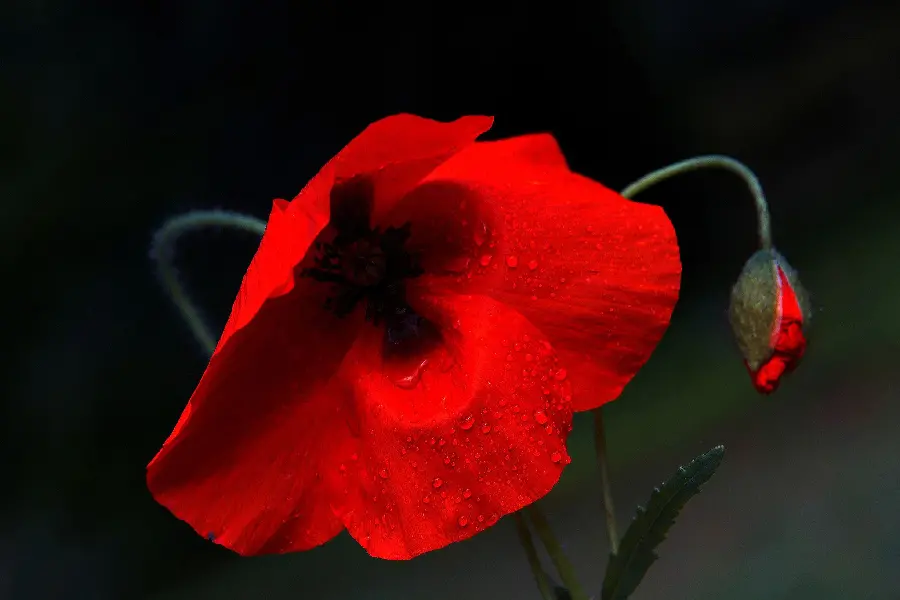 Download black background and high quality of 2 wild red poppies, rich and open with water droplets on them