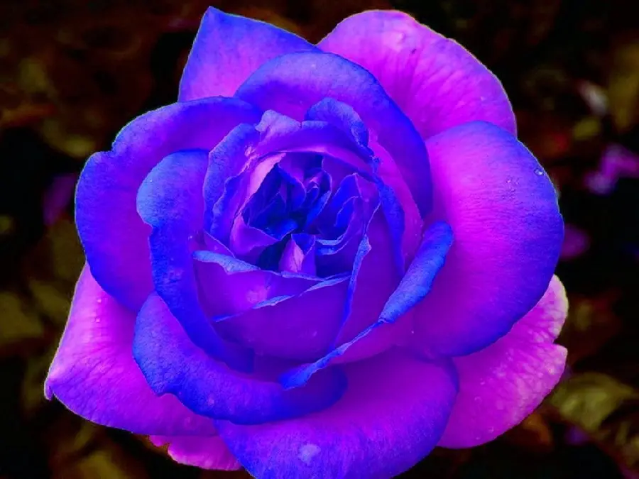 Top Quality Background of Blue Lipped Purple Rose Petals for Instagram