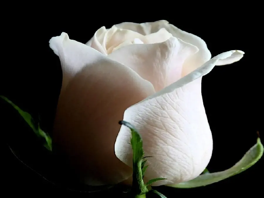 Good quality close-up photo of white rose and sepals