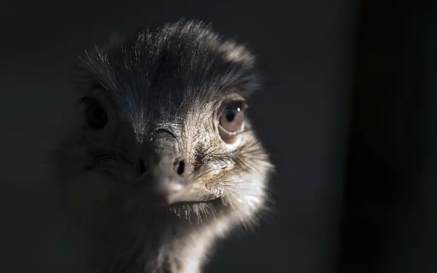 Photo of an ostrich in the dark, suitable for a background